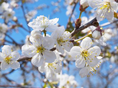 kiraz çiçekleri bahar