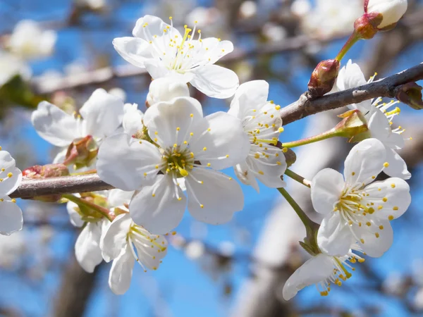 kiraz çiçekleri bahar