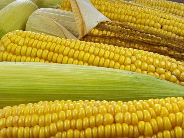 新鲜多汁的玉米 — 图库照片