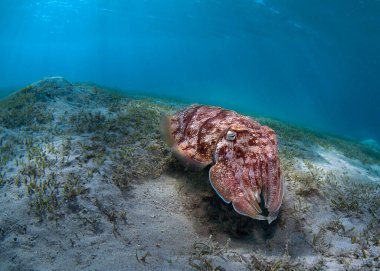 Kızıldenizde nadir bulunan Sephia Firavunları