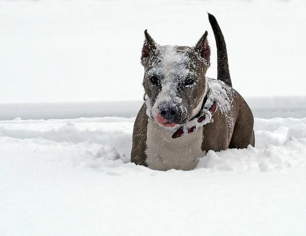 Cara Feliz Perro Cubierto Nieve —  Fotos de Stock