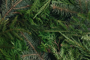 Noel ağacı dallarından yapılmış yaratıcı bir düzen. Noel, kış, doğa, yeni yıl konsepti. Düz konum, üst görünüm, kopyalama alanı.