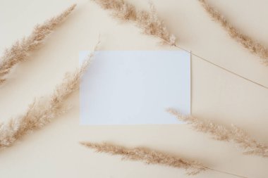 Kuru otlaktan, sazlıklardan ve bej arka planda kağıt kartlardan oluşan yaratıcı bir düzen. Asgari, şık, moda konsepti. Düz konum, üst görünüm, kopyalama alanı. Trend rengi 2021