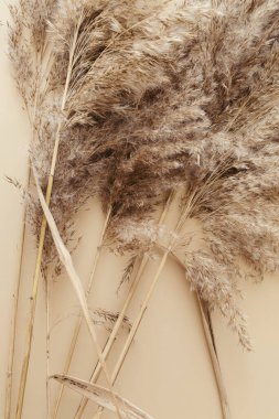 Kuru otlaklar bej arka planda dururlar. Tarafsız renklerle güzel bir desen. Asgari, şık, tek renkli konsept. Düz konum, üst görünüm, kopyalama alanı. Yelken şampanya rengini 2021 'e ayarla.