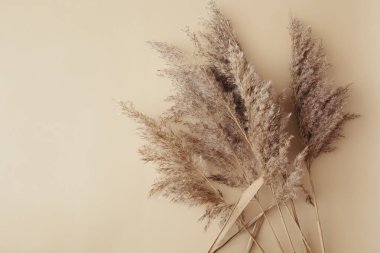 Kuru otlaklar bej arka planda dururlar. Tarafsız renklerle güzel bir desen. Asgari, şık, tek renkli konsept. Düz konum, üst görünüm, kopyalama alanı. Yelken şampanya rengini 2021 'e ayarla.