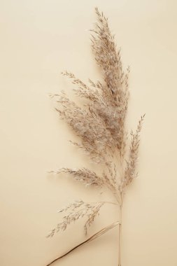 Kuru otlaklar bej arka planda dururlar. Tarafsız renklerle güzel bir desen. Asgari, şık, tek renkli konsept. Düz konum, üst görünüm, kopyalama alanı. Yelken şampanya rengini 2021 'e ayarla..