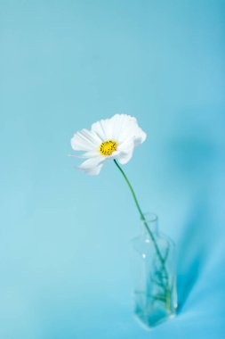Çiçek kompozisyonu. Mavi arka planda beyaz çiçek kozmosu. Bahar, yaz konsepti. Düz konum, üst görünüm, kopyalama alanı.