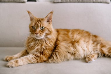Maine Rakun Kedi oturma odasında kanepede oturuyor..