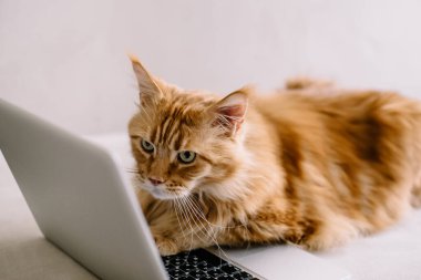 Maine Rakun Kedi kanepede internette çalışıyor..