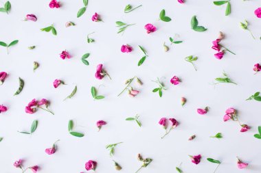 Çiçek kompozisyonu. Pembe çiçeklerden ve beyaz arkaplanda yapraklardan oluşan desen. Bahar, Paskalya, yaz konsepti. Düz konum, üst görünüm, kopyalama alanı.