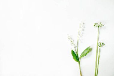 Beyaz arka planda vadideki Lily 'i bırakıyor. Çiçek kompozisyonu. Düz konum, üst görünüm, kopyalama alanı. Bahar, yaz konsepti.