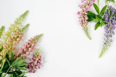 Çiçek kompozisyonu. Beyaz arka planda Lupina çiçekleri. Bahar, yaz konsepti. Düz konum, üst görünüm, kopyalama alanı