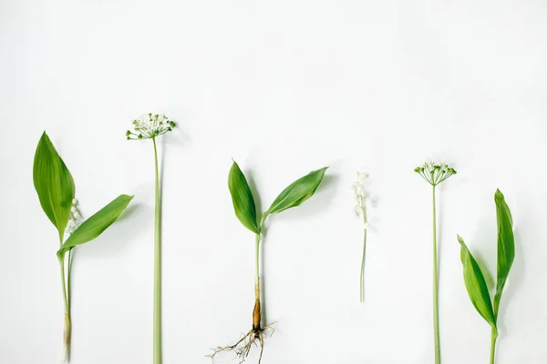 Deja Lirio Del Valle Plantas Verdes Sobre Fondo Blanco Composición — Foto de Stock