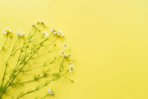 Composición Floral Flores Manzanilla Sobre Fondo Amarillo Primavera Concepto Verano — Foto de Stock