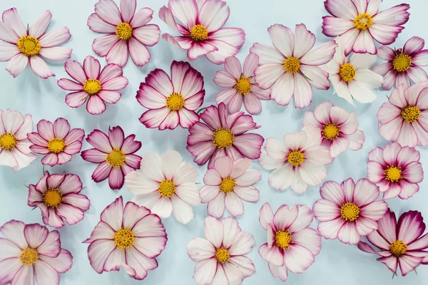 Bloemsamenstelling. Roze bloemen kosmos op blauwe achtergrond. Voorjaar, zomer concept. Vlakke lay, bovenaanzicht. — Stockfoto