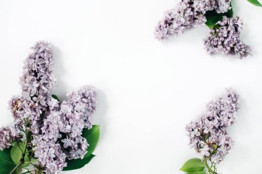 Beyaz arka planda leylak çiçekleri. Çiçek kompozisyonu. Düz konum, üst görünüm, kopyalama alanı. Bahar, yaz konsepti.