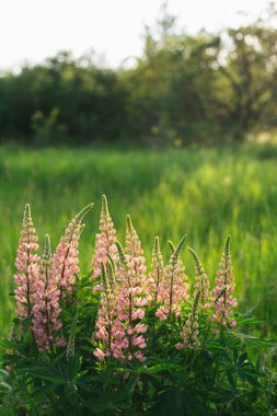Bahçede güzel renkli lupin çiçekleri açar. Çiçek arkaplanı.