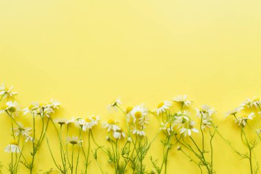 Çiçek kompozisyonu. Sarı arka planda papatya çiçekleri bahar, yaz konsepti. Düz konum, üst görünüm, kopyalama alanı