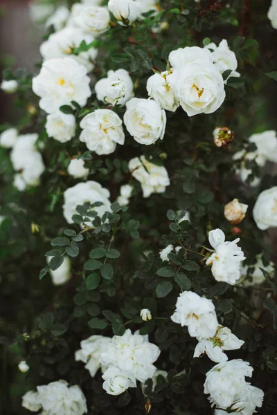 Białe Kwiaty Krzewów Rozłożone Duże Pąki Kwiatów Kwitnące Róże Wiosną — Zdjęcie stockowe