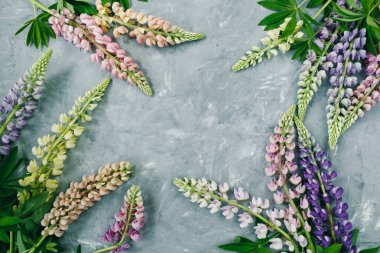 Çiçek kompozisyonu. Gri arka planda çiçek lupinası. Bahar, yaz konsepti. Düz konum, üst görünüm, kopyalama alanı