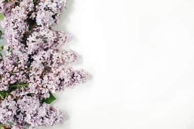 Beyaz arka planda leylak çiçekleri. Çiçek kompozisyonu. Düz konum, üst görünüm, kopyalama alanı. Bahar, yaz konsepti.