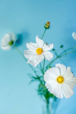 Çiçek kompozisyonu. Mavi arka planda beyaz çiçek kozmosu. Bahar, yaz konsepti. Düz konum, üst görünüm, kopyalama alanı