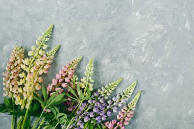 Çiçek kompozisyonu. Gri arka planda çiçek lupinası. Bahar, yaz konsepti. Düz konum, üst görünüm, kopyalama alanı.