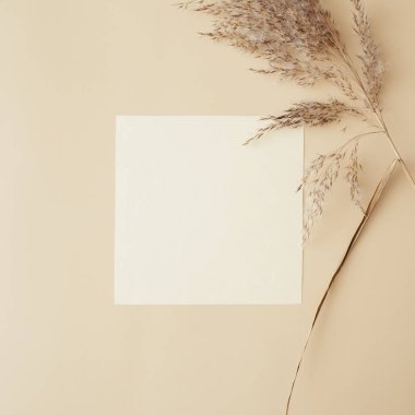 Kuru otlaktan, sazlıklardan ve bej arka planda kağıt kartlardan oluşan yaratıcı bir düzen. Asgari, şık, moda konsepti. Düz konum, üst görünüm, kopyalama alanı. Trend rengi 2021.