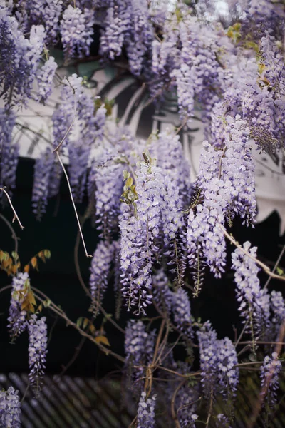 Spring flowers wisteria Wisteria plants on wall background.