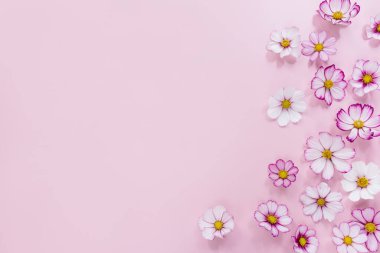 Çiçek kompozisyonu. Pembe arka planda pembe çiçek kozmosu. Bahar, yaz konsepti. Düz konum, üst görünüm, kopyalama alanı.