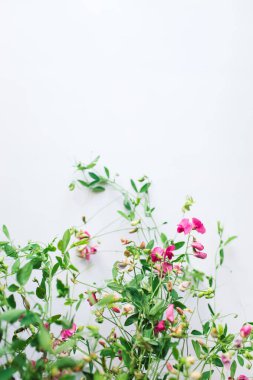 Çiçek kompozisyonu. Pembe çiçeklerden ve beyaz arkaplanda yapraklardan oluşan desen. Bahar, Paskalya, yaz konsepti. Düz konum, üst görünüm, kopyalama alanı.