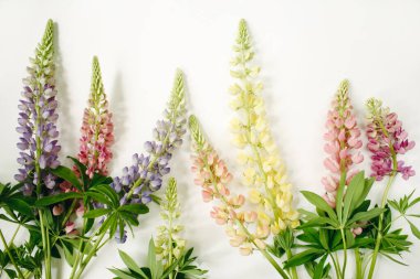 Çiçek kompozisyonu. Beyaz arka planda Lupina çiçekleri. Bahar, yaz konsepti. Düz konum, üst görünüm, kopyalama alanı.