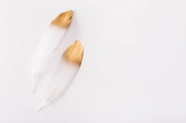 Beyaz arka planda altın parıltılı beyaz tüyler. Düz konum, üst görünüm, kopyalama alanı.