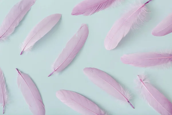 Purple feathers on pastel blue background. Flat lay, top view.