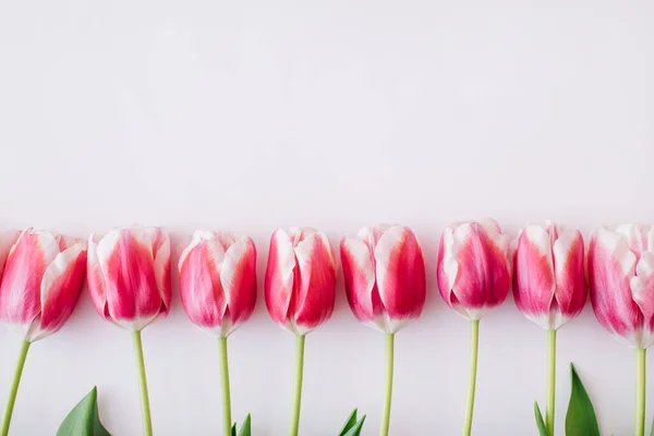Розовые Белые Тюльпаны Белом Фоне Плоская Кладка Вид Сверху Копировальное — стоковое фото