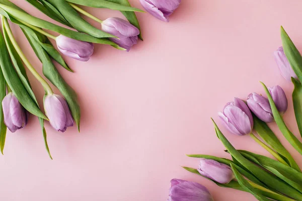 Фиолетовые Тюльпаны Розовом Фоне Плоская Лежала Вид Сверху Копировальное Пространство — стоковое фото