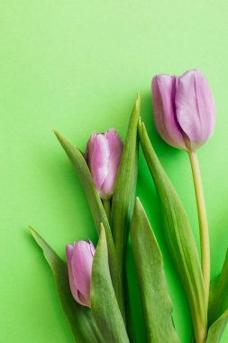Yeşil arka planda mor laleler. Düz konum, üst görünüm, kopyalama alanı. Çiçek kompozisyonu. Bahar zamanı konsepti.