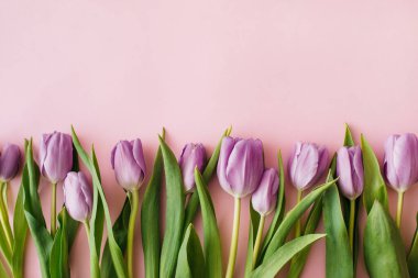 Pembe arka planda mor laleler. Düz konum, üst görünüm, kopyalama alanı. Çiçek kompozisyonu. Bahar zamanı konsepti.