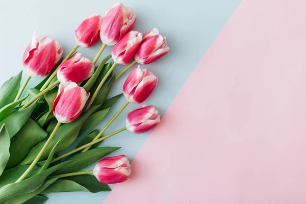 Розовые и белые тюльпаны на розовом и синем фоне. Плоская кладка, вид сверху, копировальное пространство — стоковое фото