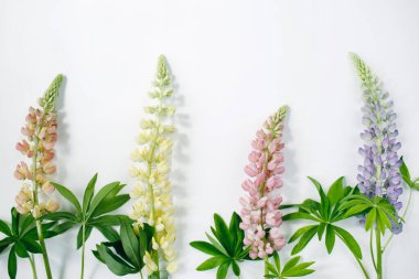 Çiçek kompozisyonu. Beyaz arka planda Lupina çiçekleri. Bahar, yaz konsepti. Düz konum, üst görünüm, kopyalama alanı.