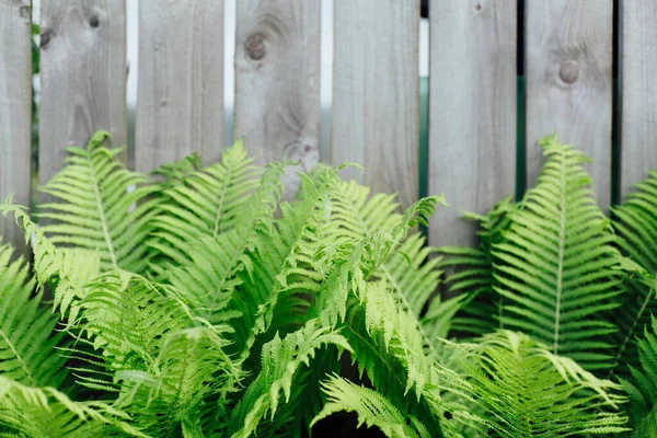 Fern leaves on the background of a wooden fence. — Stock Photo, Image