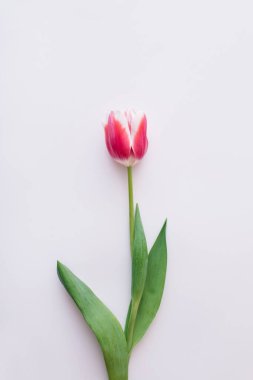 Beyaz arka planda pembe ve beyaz laleler. Düz yatış, üst görünüm.