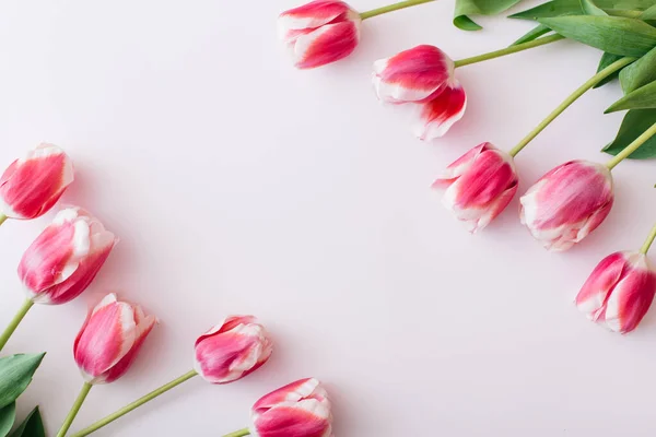 Розовые и белые тюльпаны на белом фоне. Плоская кладка, вид сверху, копировальное пространство — стоковое фото