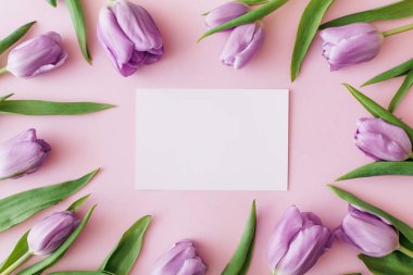 Boş tebrik kartı sahnesi ve pembe arka planda mor laleler. Düz konum, üst görünüm, metin için boşluk kopyala. Çiçek kompozisyonu. Bahar zamanı konsepti
