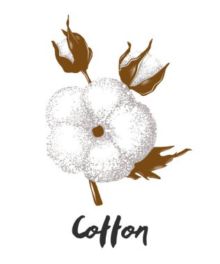Posterler, dekorasyon, logo ve baskı için oymalı stil çizimi. Beyaz arka planda renkli izole edilmiş pamuk çiçeğinin el çizimi. Ayrıntılı vintage ahşap biçimi çizimi.