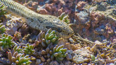 Bozkırlarında Ratsnake hazer
