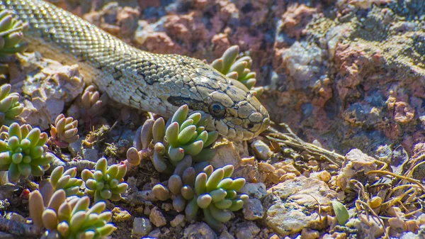 Bozkırlarında Ratsnake hazer
