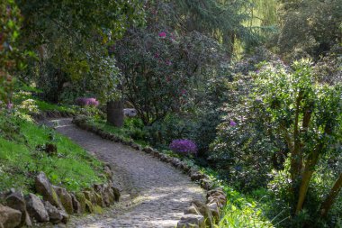Parke taşı yolu Monserrate parkının yemyeşil yaprakları arasında dönüyor, sintra