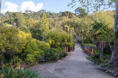 Bahçe yolu romantik monserrate parkında sık bitki örtüsünün içinden geçiyor, sintra