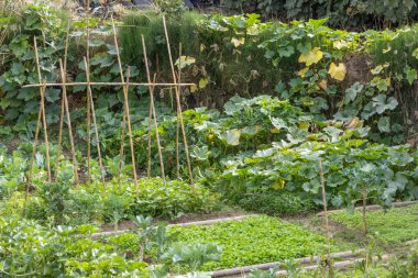 Kentin iyi korunmuş sebze bahçesinde serpilen yeşil bitkiler.